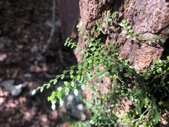 Everistia vacciniifolia nervosa