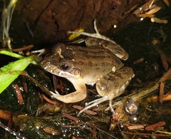 Leptodactylus melanonotus