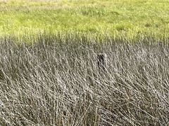 Juncus roemerianus