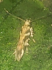 Aristotelia roseosuffusella