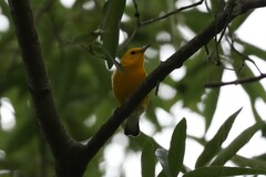Protonotaria citrea