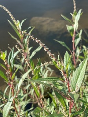 Amaranthus hybridus