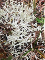 Cladonia uncialis