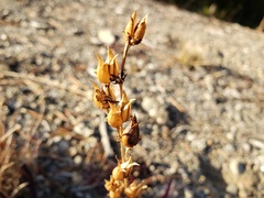 Plantaginaceae
