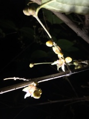 Chimonanthus praecox