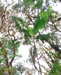 Prestoea acuminata