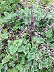 Nepeta × faassenii
