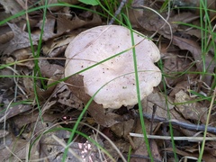 Lactarius argillaceifolius