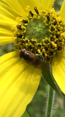 Copestylum vesicularium