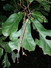 Centrosema arenicola