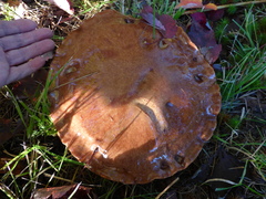 Suillus luteus