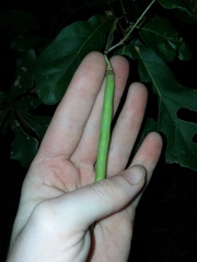 Centrosema arenicola