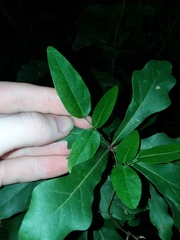 Centrosema arenicola