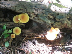 Heimiomyces tenuipes