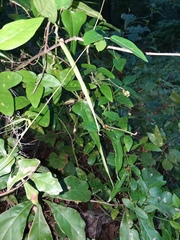 Centrosema arenicola