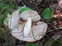 Lactarius argillaceifolius