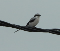 Lanius sphenocercus