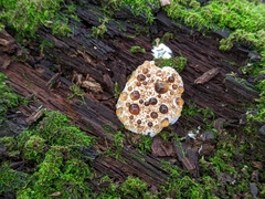 Camarops petersii