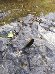 Neurobasis chinensis