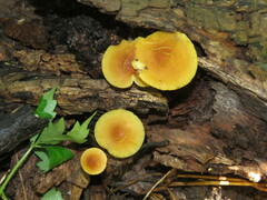 Heimiomyces tenuipes