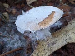 Hypomyces ochraceus