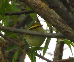 Phylloscopus proregulus