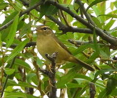 Phylloscopus schwarzi