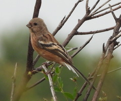 Carpodacus sibiricus