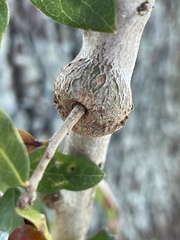 Callirhytis quercusbatatoides