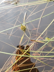 Sparganium angustifolium