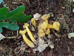 Hypomyces leotiicola