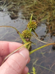 Sparganium angustifolium