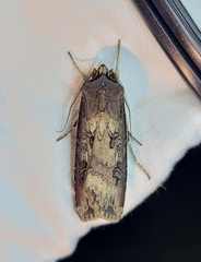 Agrotis ipsilon