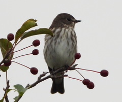 Muscicapa griseisticta