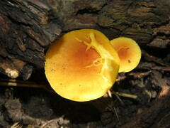 Heimiomyces tenuipes