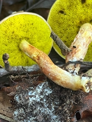 Aureoboletus auriporus