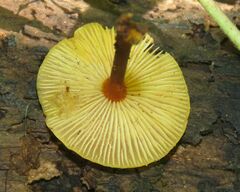 Heimiomyces tenuipes