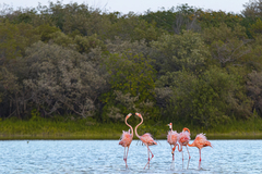 Phoenicopterus ruber