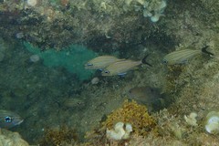 Haemulon carbonarium