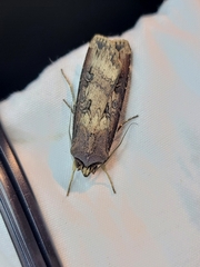 Agrotis ipsilon
