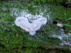 Hypomyces ochraceus