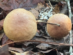 Aureoboletus auriporus