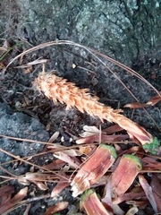 Sciurus carolinensis