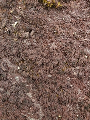 Andreaea