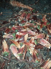 Sciurus carolinensis