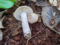 Lactarius cinereus
