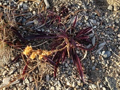 Plantaginaceae