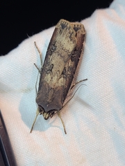 Agrotis ipsilon