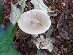 Lactarius cinereus