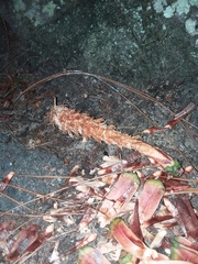 Sciurus carolinensis